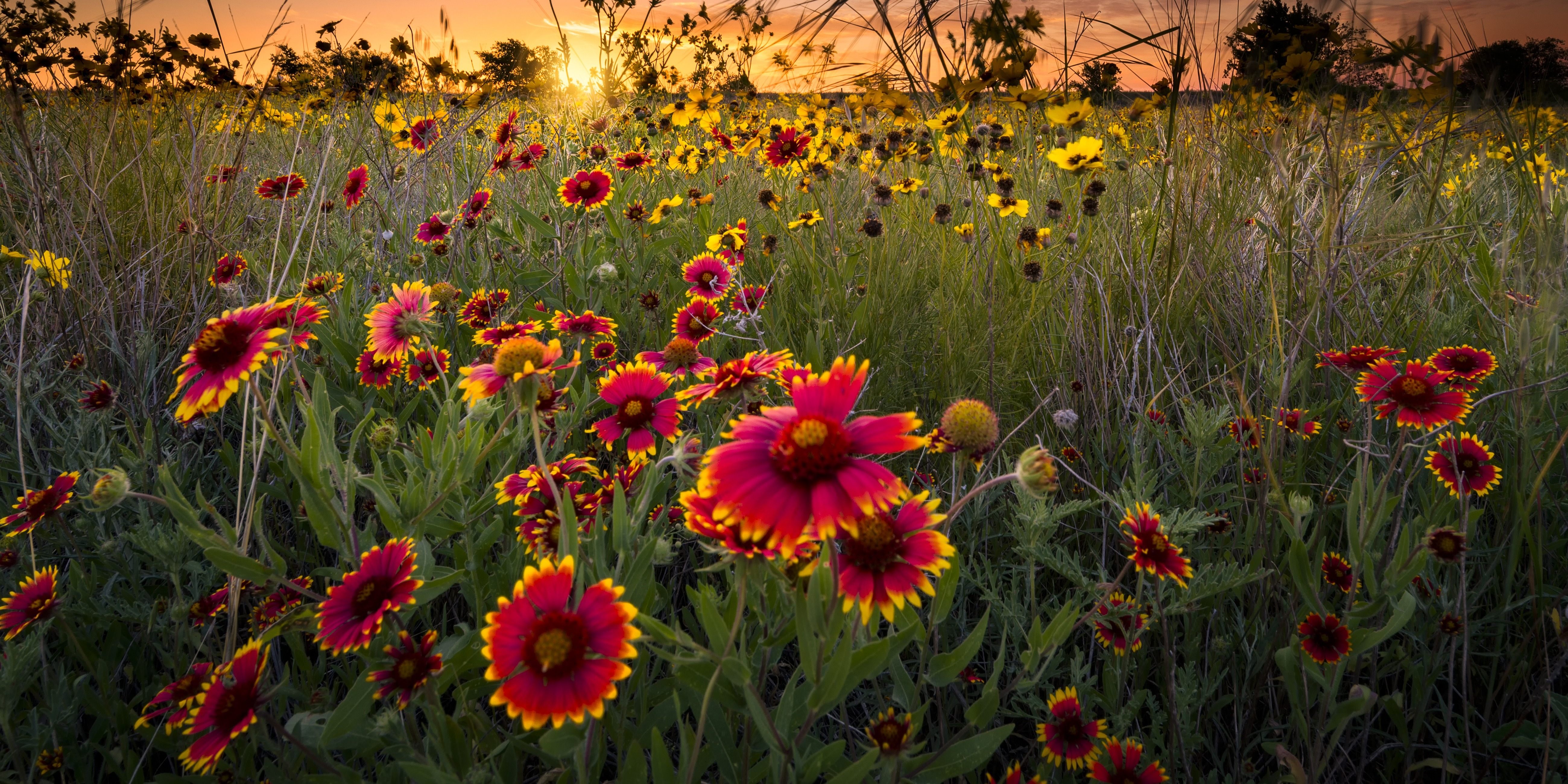 field of flowers at sunset